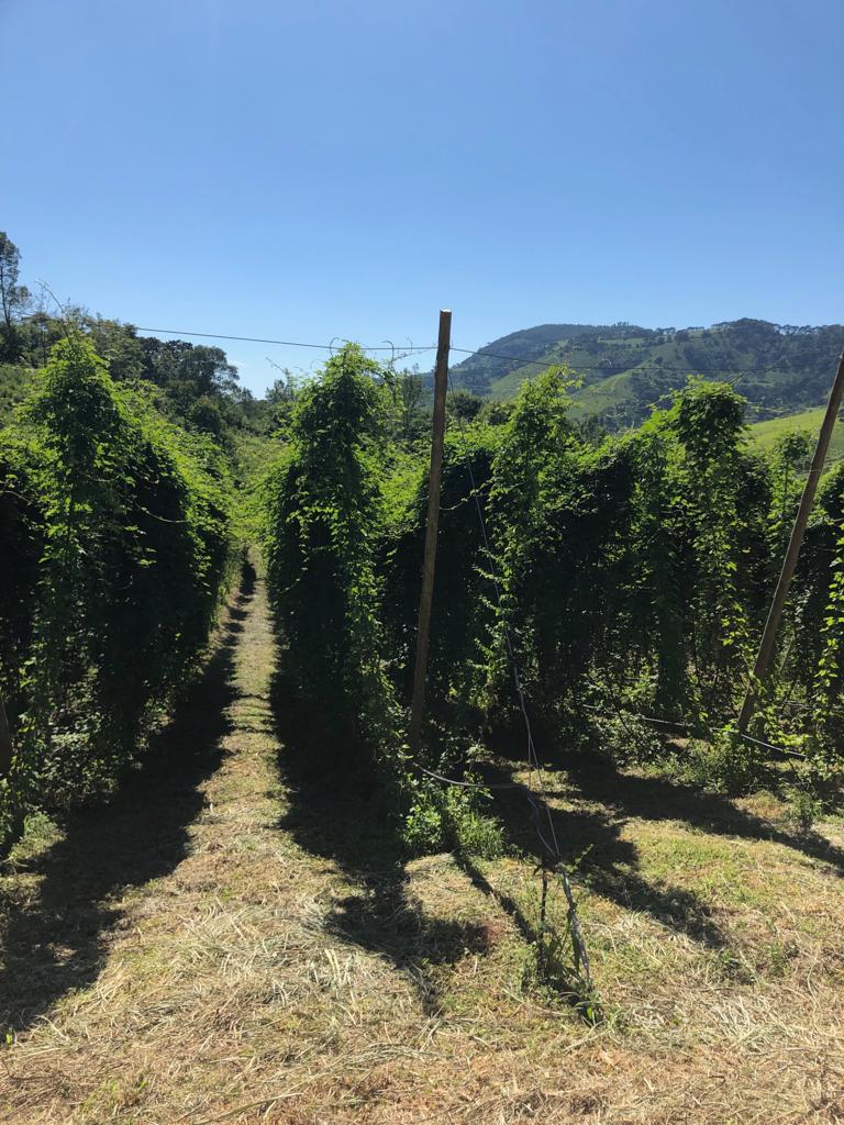 Plantas de lúpulo adultas