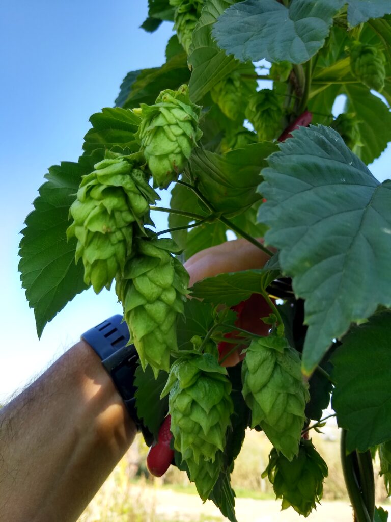 Flor de Lúpulo